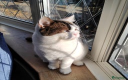 British Shorthair cats for sale:  GCCF CH lines. Beautiful boy(odd eyes) and girl. - Image 10