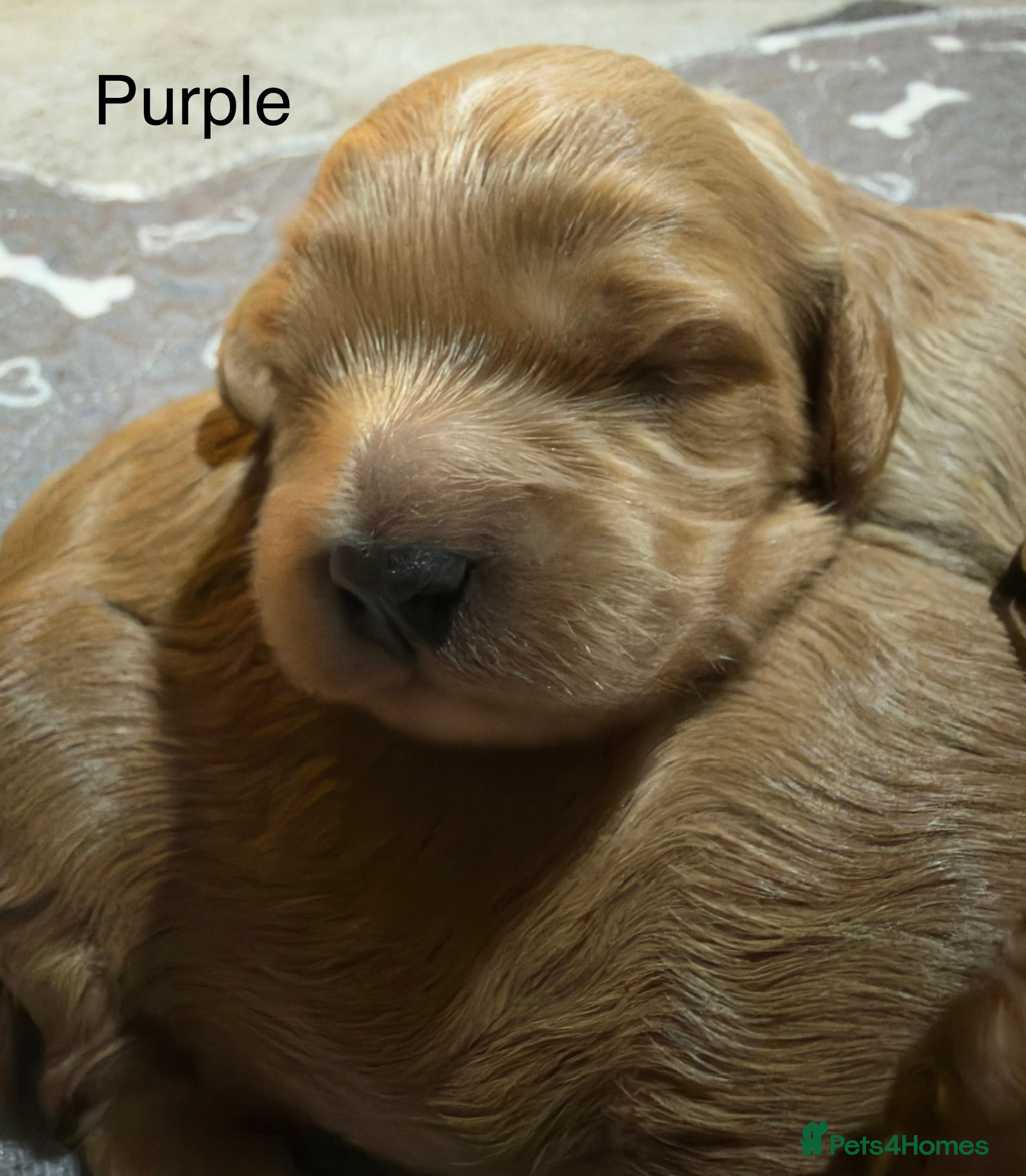 Cavapoo dogs F1 Cavapoo Puppies  - Advert 2