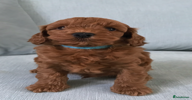 Cockapoo dogs - Advert 10