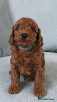 Cockapoo dogs - Advert 10