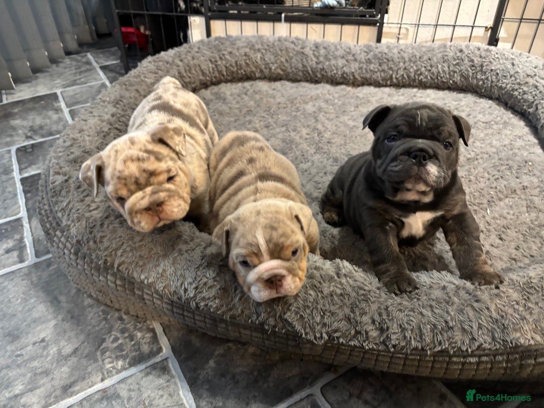English Bulldog dogs for sale: Amazing quality British bulldog pups  - Advert 19