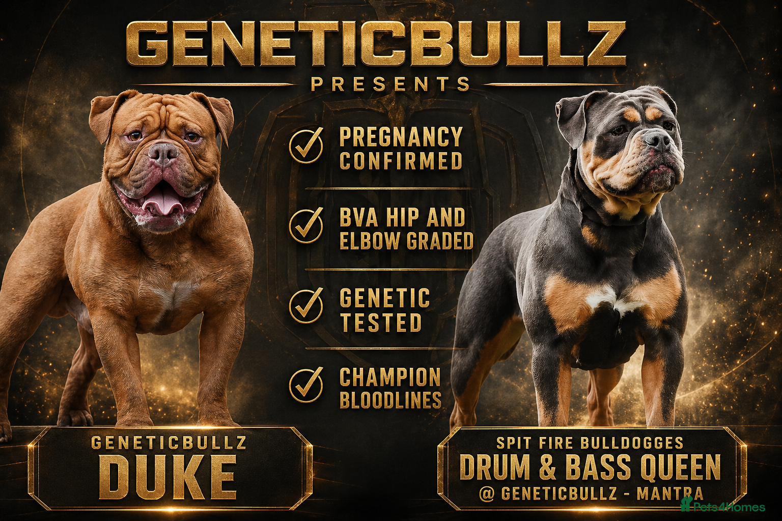 Olde English Bulldogge dogs QUALITY BRED PUPPIES - FROM HEALTH TESTED PARENTS - Advert 1