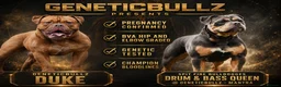 Olde English Bulldogge dogs for sale: QUALITY BRED PUPPIES - FROM HEALTH TESTED PARENTS - Advert 1