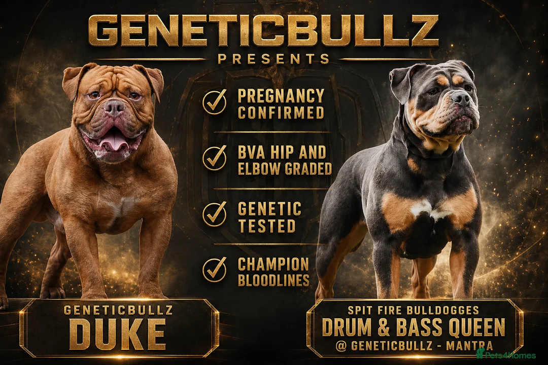 Olde English Bulldogge dogs for sale: QUALITY BRED PUPPIES - FROM HEALTH TESTED PARENTS - Advert 1