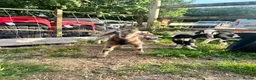 Goats livestock for sale:  baby goats kids dairy males goat - Advert 1