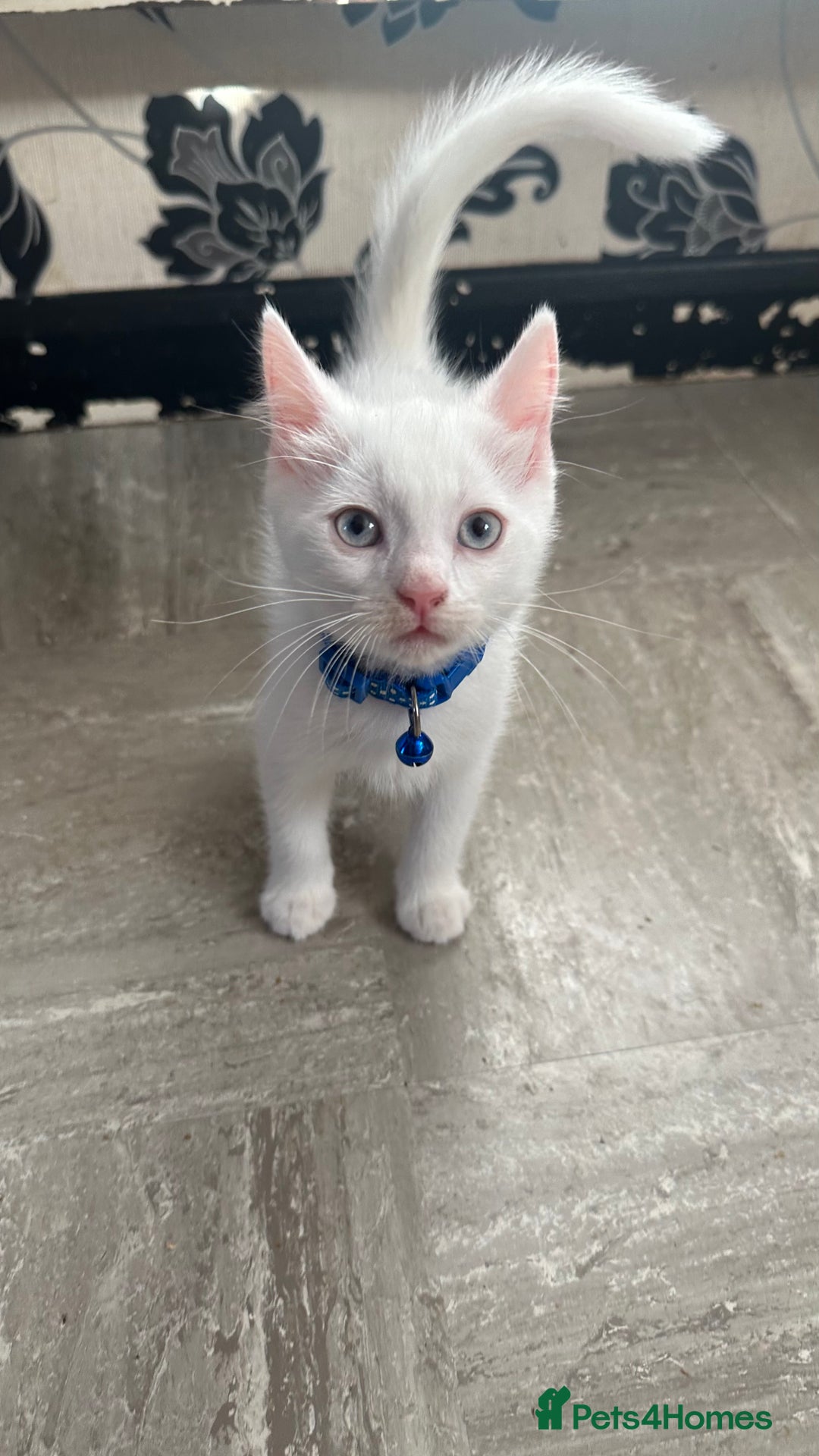 Mixed Breed cats for sale: White Gray and Ragdoll Kittens - Image 9