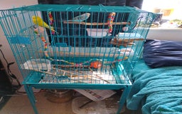 Budgerigars birds for sale: 2 Budgies and Cage - Image 3