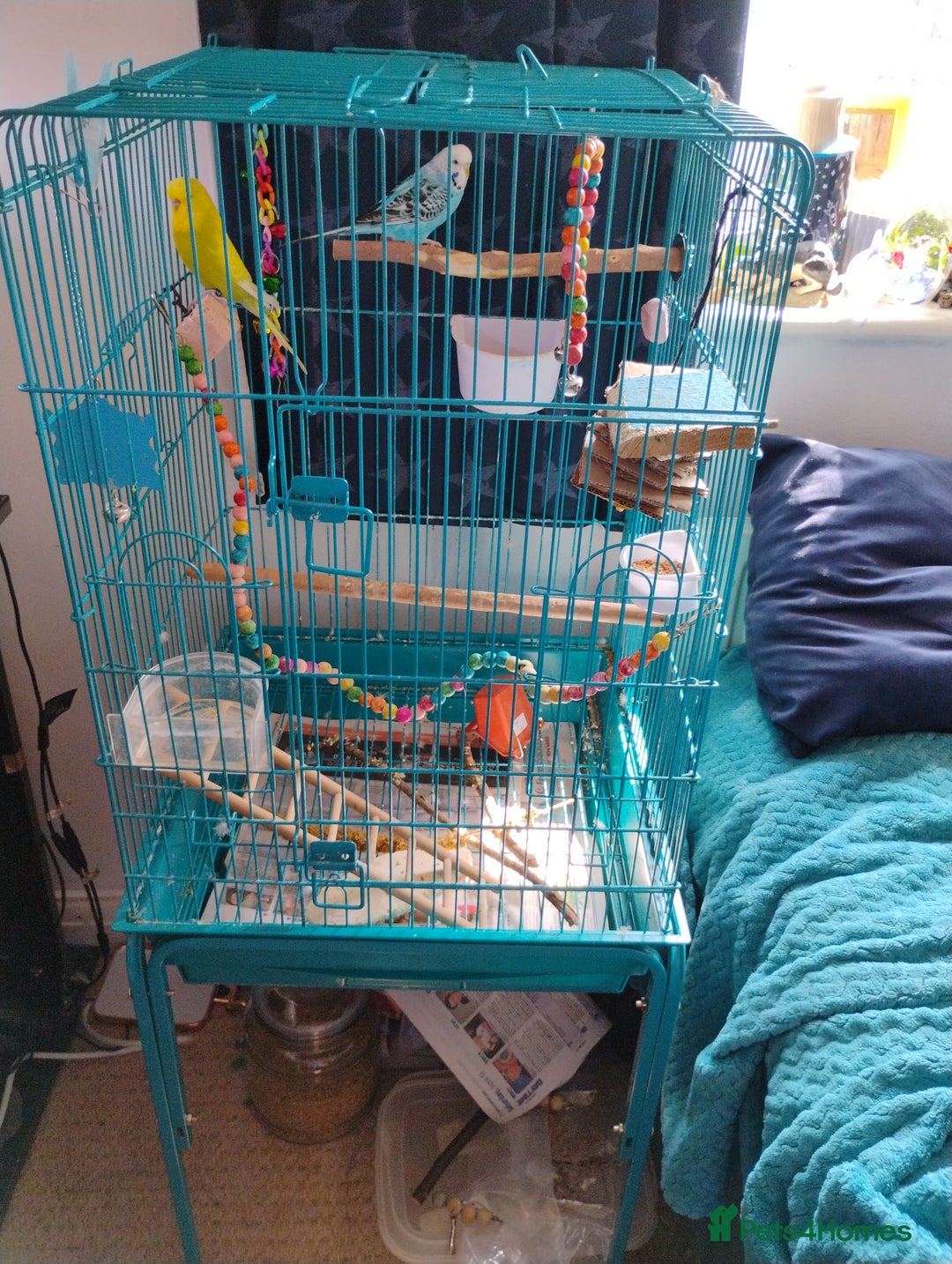 Budgerigars birds for sale: 2 Budgies and Cage - Image 3