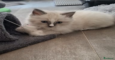 Ragdoll cats - Advert 9
