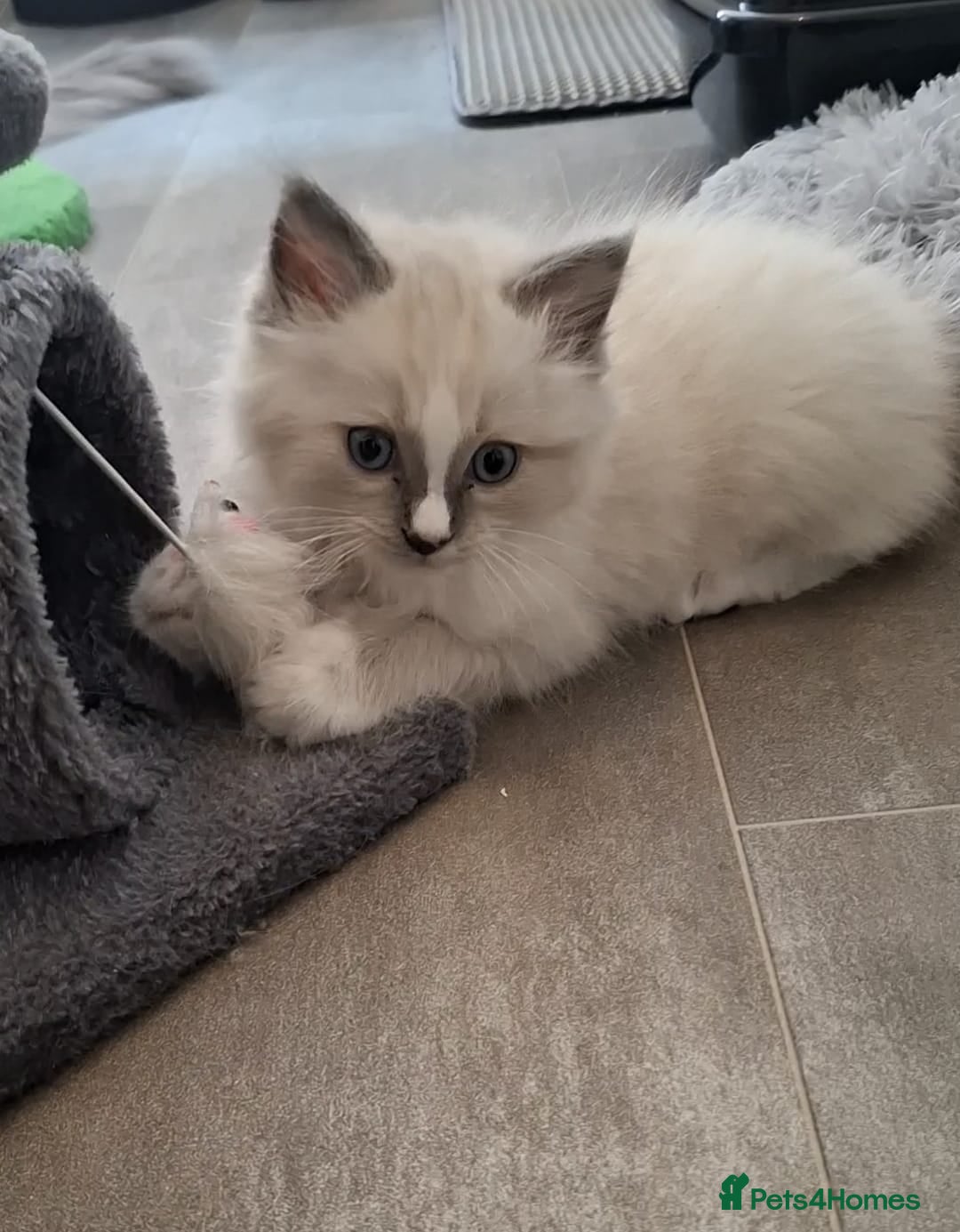 Ragdoll cats for sale: 2 male Blue point Ragdoll kittens available now - Image 3