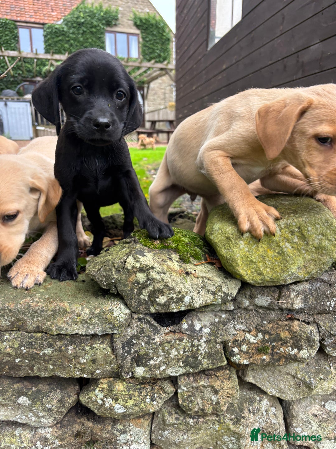 Labrador Retriever dogs for sale: Stunning Labrador Puppies  - Image 6