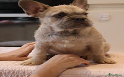 French Bulldog dogs for sale: Fluffy French bulldogs  - Image 7