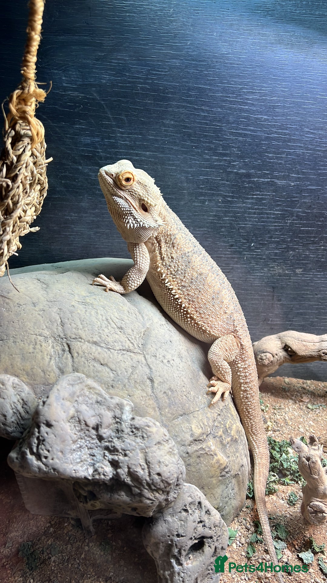 Bearded Dragon reptiles for sale: Rehoming Remy - Advert 5