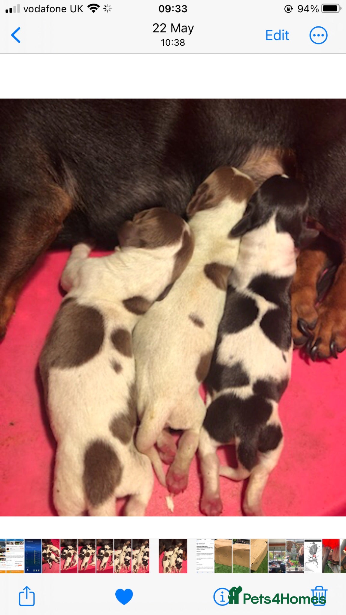 Miniature Dachshund dogs Beautiful rare piebald miniature dachshund puppies - Advert 1