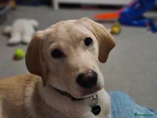 Labrador Retriever dogs Gorgeous 5 month old Labrador KC registered - Advert 1