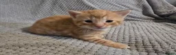 Mixed Breed cats for sale: 5 beautiful kittens  - Advert 14