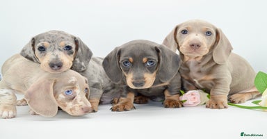 Miniature Dachshund dogs - Advert 1