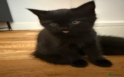 British Shorthair cats for sale: Fluffy Chocolate British Shorthair Kittens 🐾 - Image 8