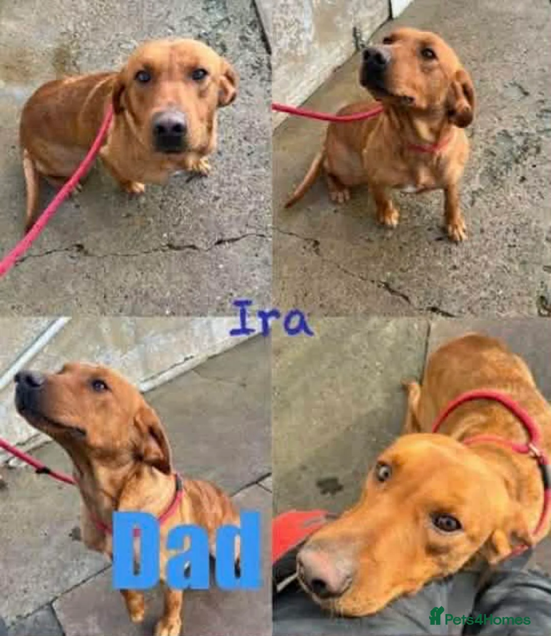 Cockerdor dogs for sale: Stunning Cockerdors for sale  in Norwich - Advert 2