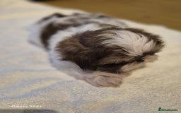 Shih Tzu dogs for sale: Outstanding Imperial Shih Tzu Pups - Image 20
