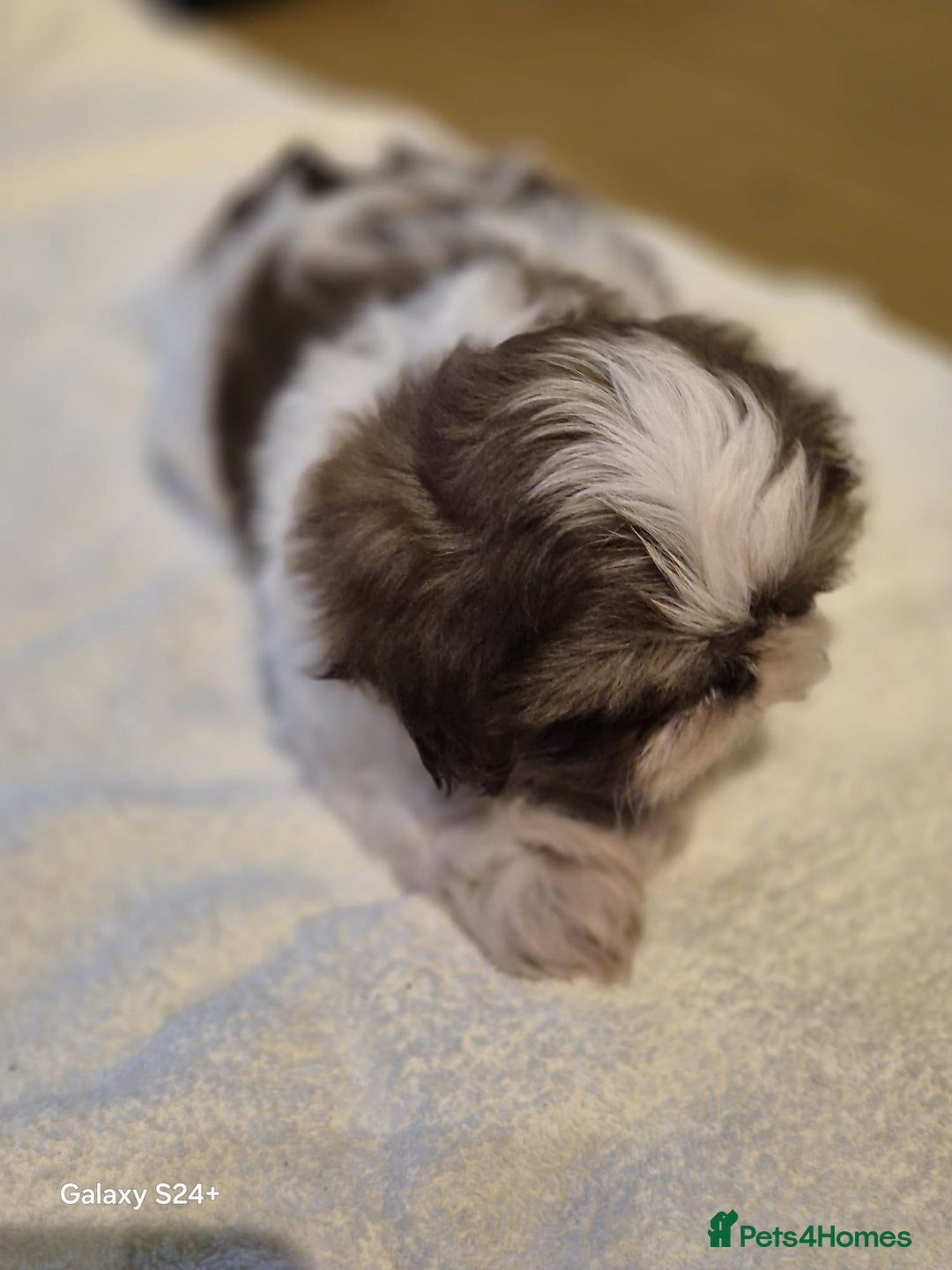Shih Tzu dogs for sale: Outstanding Imperial Shih Tzu Pups - Image 20
