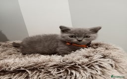 Brazilian Shorthair cats for sale: Beautiful blues Bristh short hair - Image 38