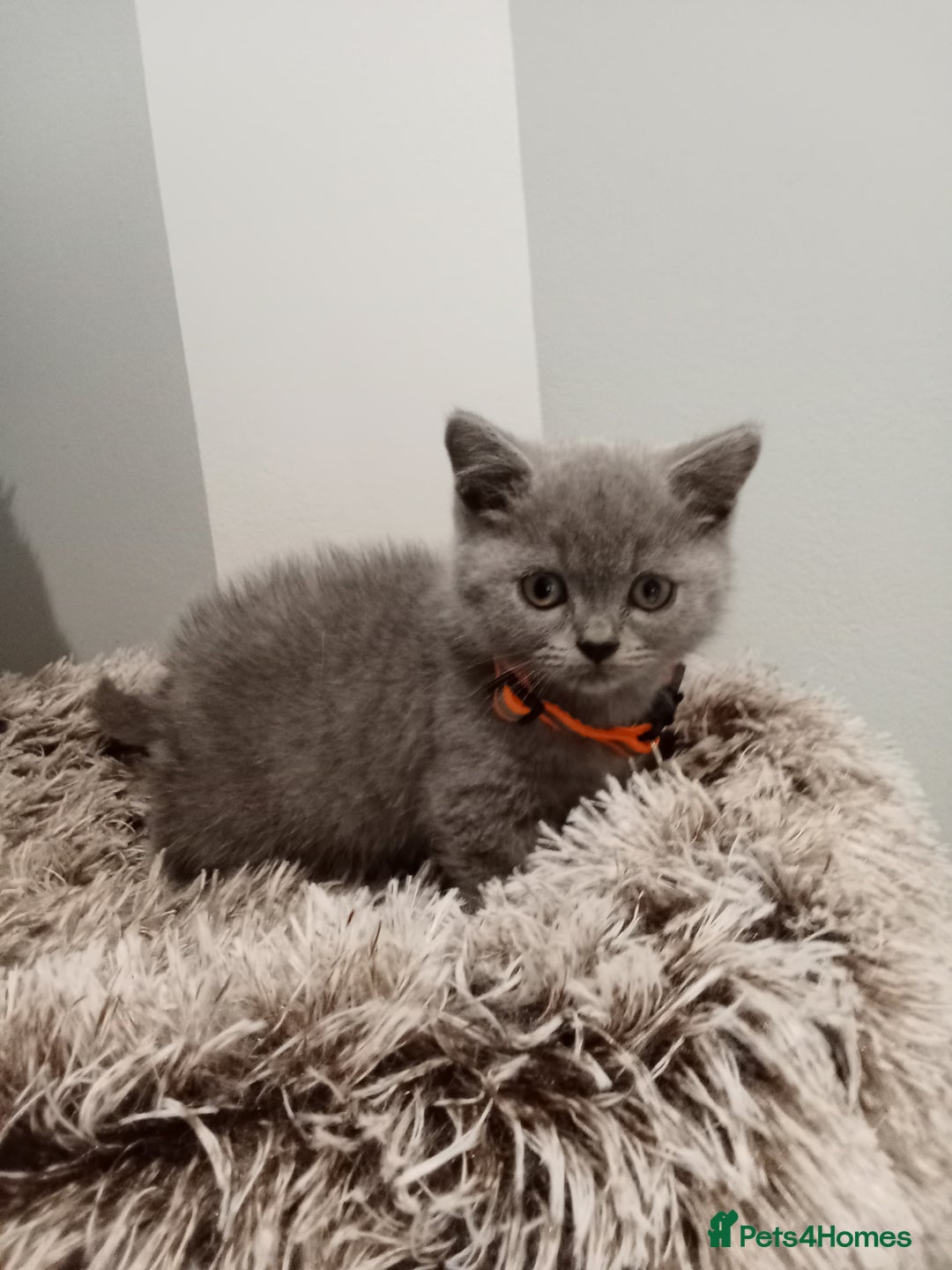 Brazilian Shorthair cats for sale: Beautiful blues Bristh short hair - Image 38
