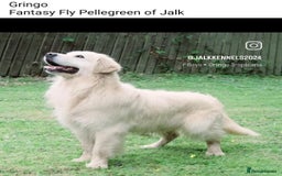 Golden Retriever dogs for sale: KC Reg Fully Health Tested Golden Retriever Pups - Image 16