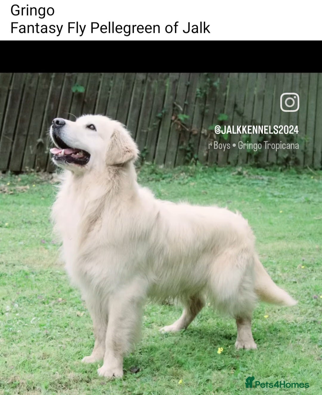 Golden Retriever dogs for sale: KC Reg Fully Health Tested Golden Retriever Pups - Image 16