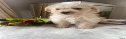 Westiepoo dogs for sale: Westypoos in Northallerton - Advert 6