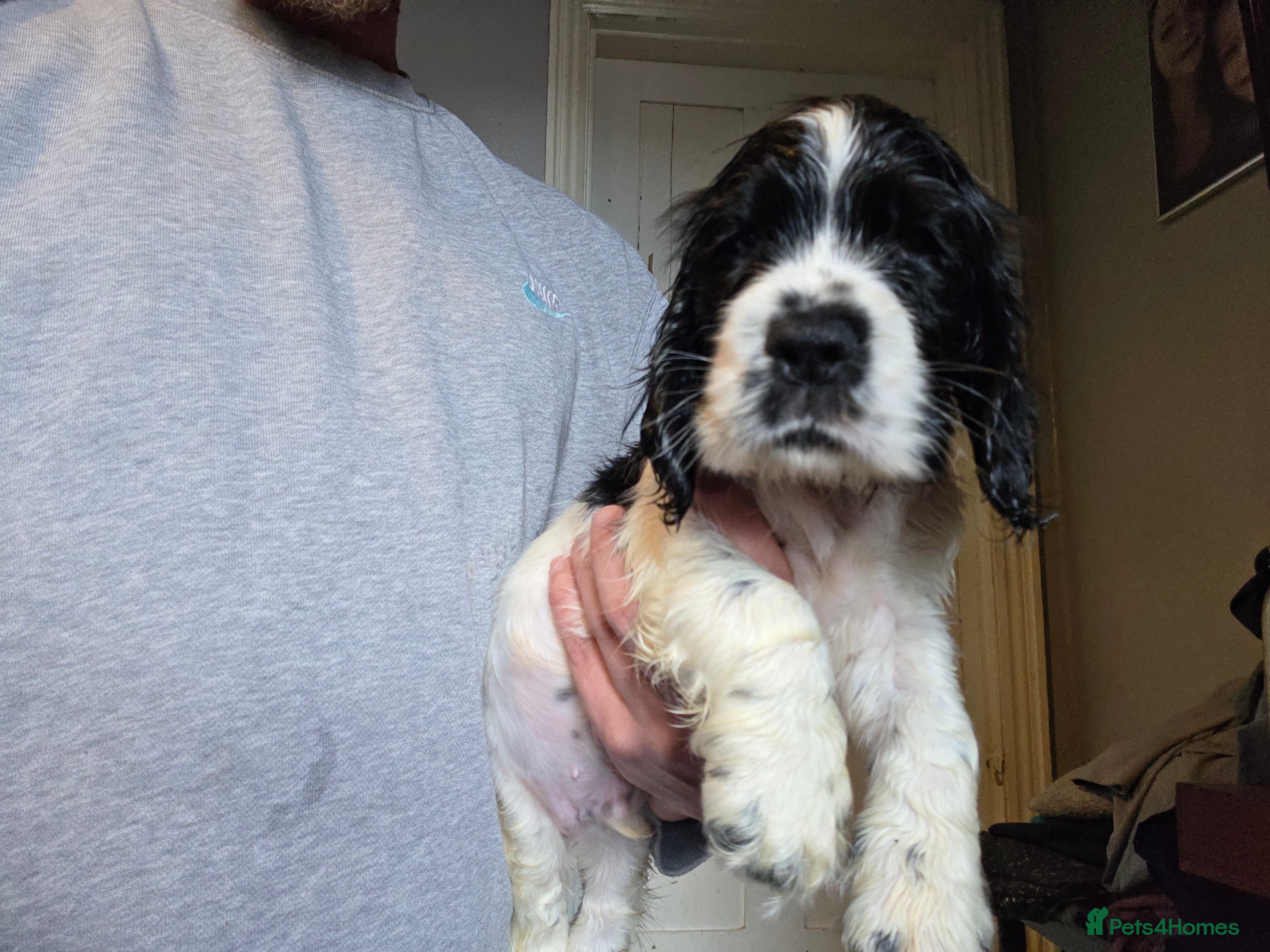 Cocker Spaniel dogs Last boy Kc Show type cocker spaniel puppy's  - Advert 2