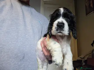 Cocker Spaniel dogs Last boy Kc Show type cocker spaniel puppy's - Advert 2
