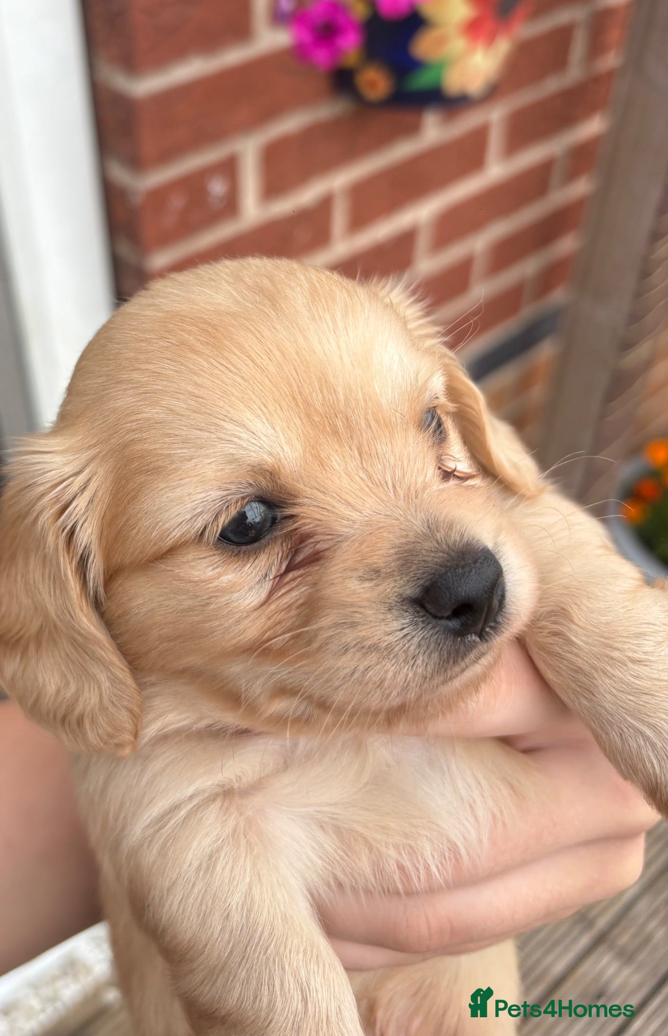 Chiweenie dogs Dachshund x chihuaua - Advert 1