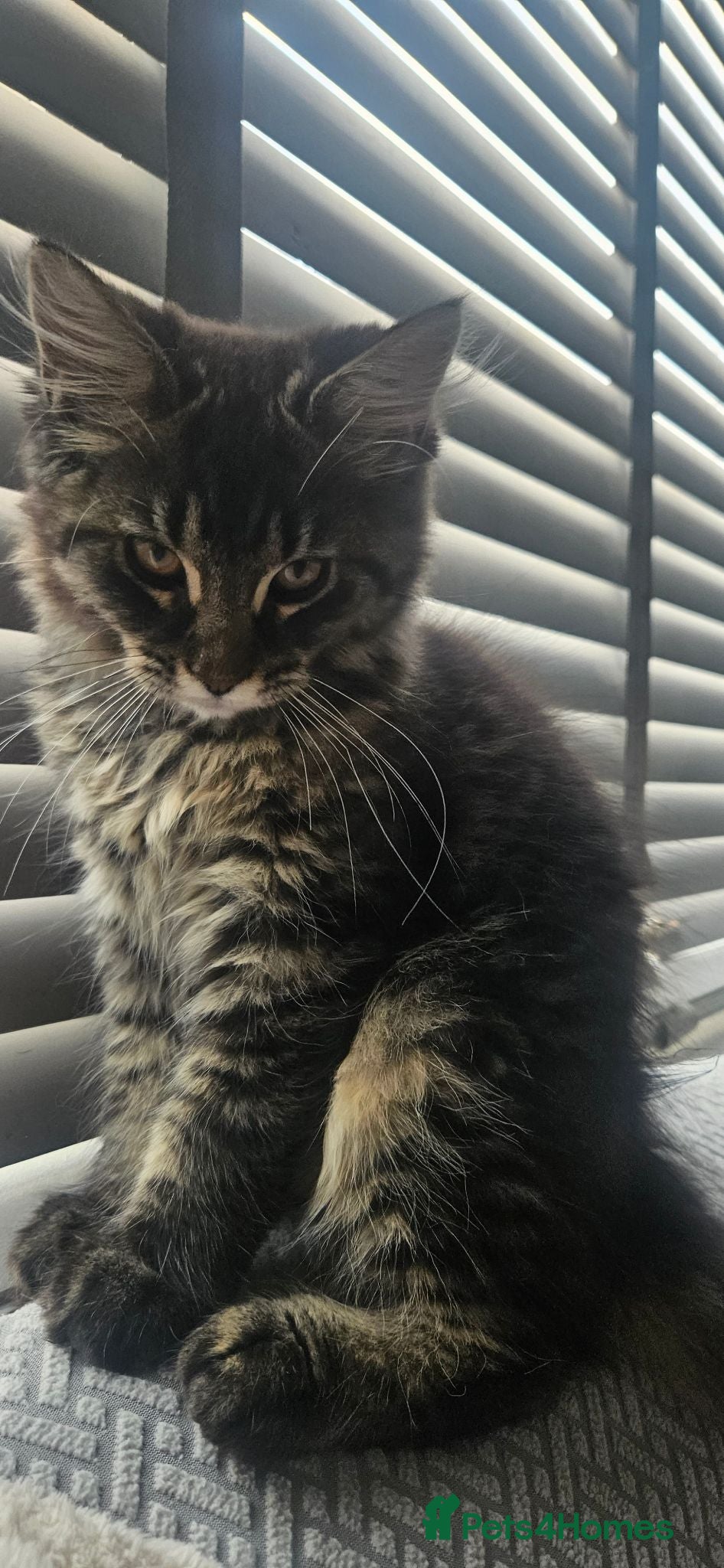 Maine Coon cats Stunning xl TICA Registered Maine coon Kittens  - Advert 1