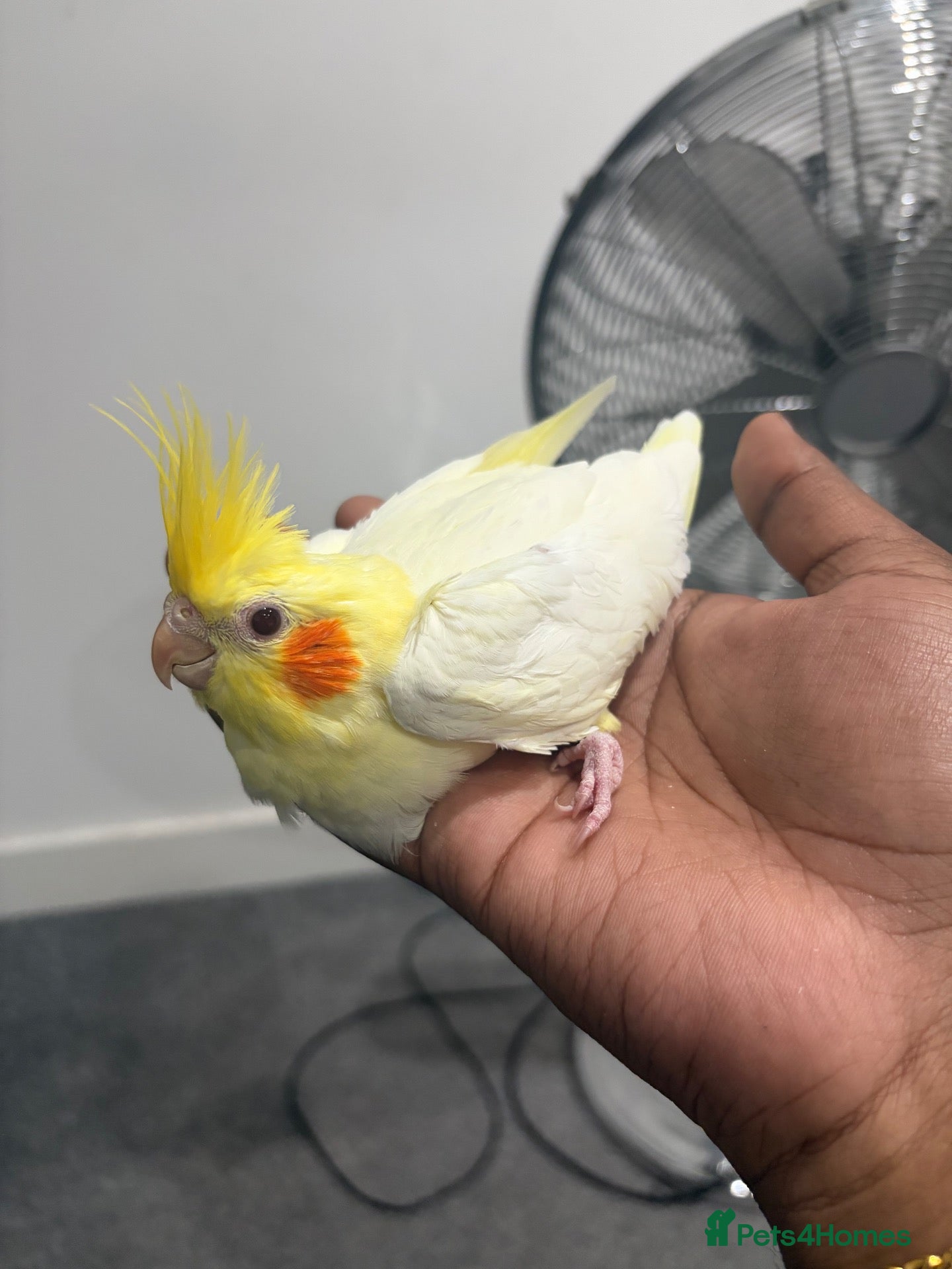 Cockatiels birds Hand Reared Lutino Baby Cockatiel  - Advert 6