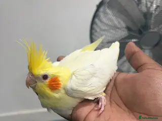 Cockatiels birds Hand Reared Lutino Baby Cockatiel - Advert 6