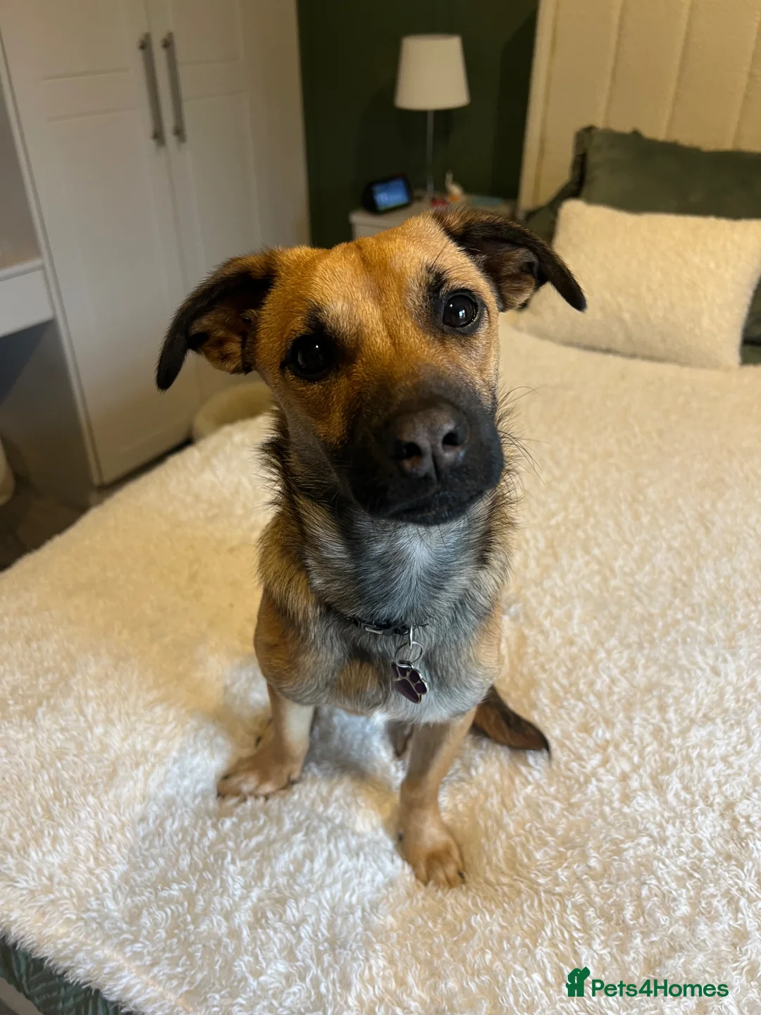 Mixed Breed dogs for sale: Molly looking for a loving new home - Advert 2