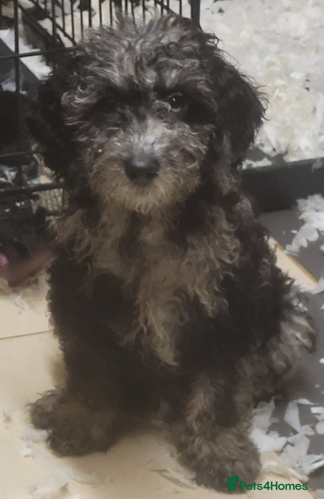 Labradoodle dogs for sale: Labradoodle puppies - Advert 2