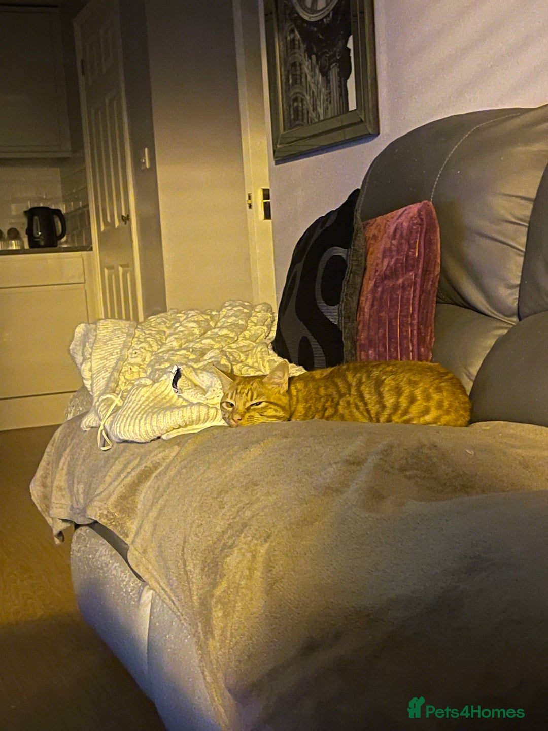 Abyssinian cats for sale: Beatiful cat - Image 7