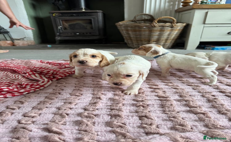 Cocker Spaniel dogs - Advert 2