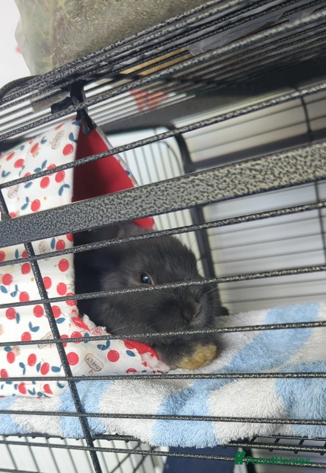 Mixed Breed rabbits for sale: 2 beautiful bonded girls  in Birmingham - Advert 3