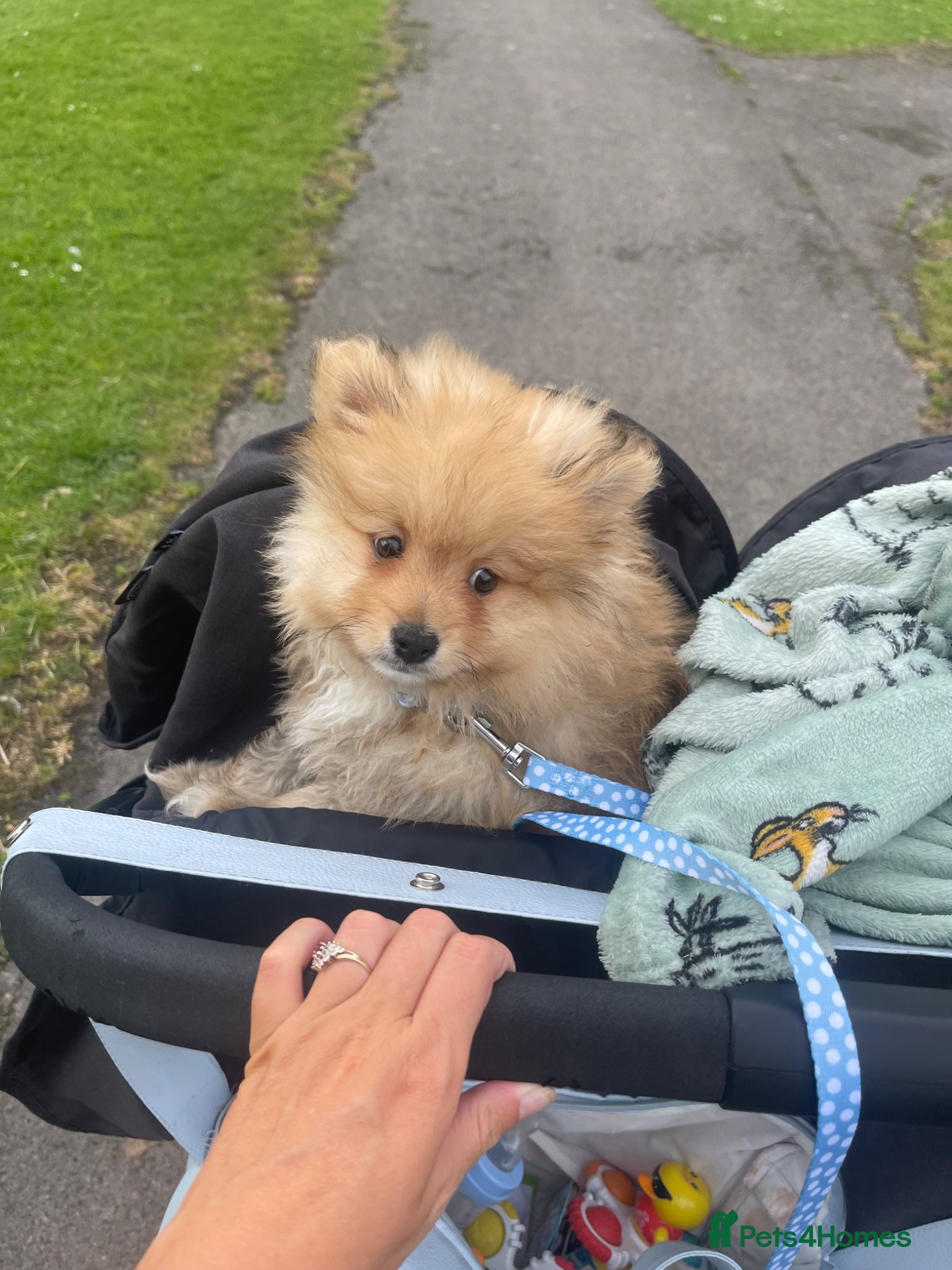 Pomeranian dogs Fluffy  - Advert 8