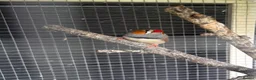 Finches birds for sale: Zebra Finches - 3 couples - Advert 4