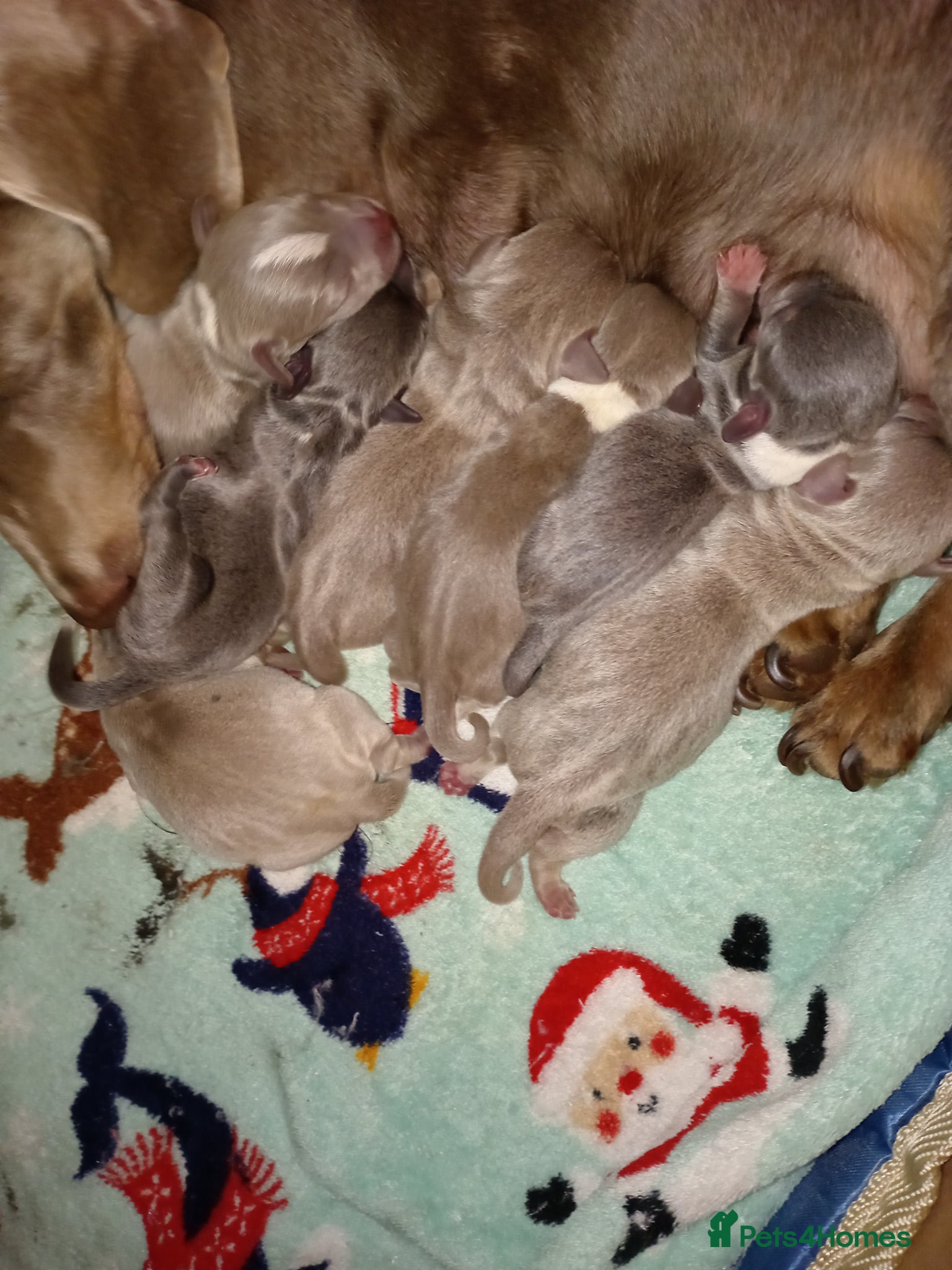 Chiweenie dogs Beautiful Chiweenie  - Advert 1