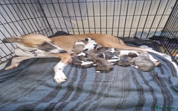 Whippet dogs for sale: Gorgeous whippet puppies - Advert 1
