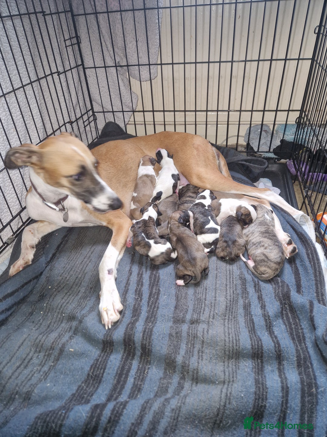 Whippet dogs for sale: Gorgeous whippet puppies - Advert 1