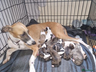 Whippet dogs for sale: Gorgeous whippet puppies - Advert 1