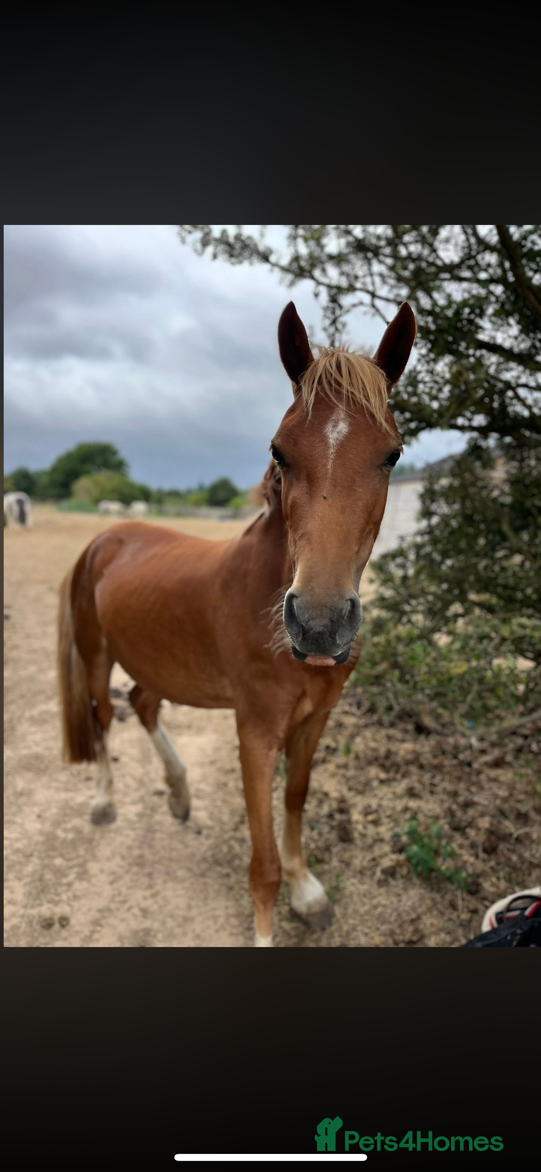 Welsh Section B horses for sale: ELSA🧡 - Advert 15