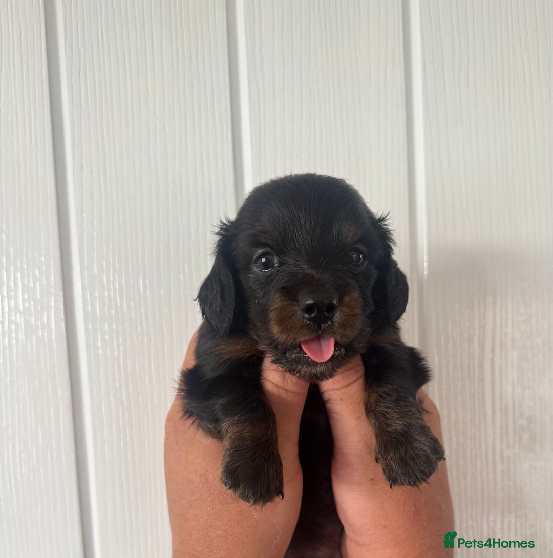 Miniature Dachshund dogs for sale: 3 Beautiful miniature longhair dachshund puppies - Image 19