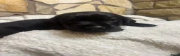 Labrador Retriever dogs for sale: Nine little puppies Nine gorgeous personalities 🐶 - Advert 13